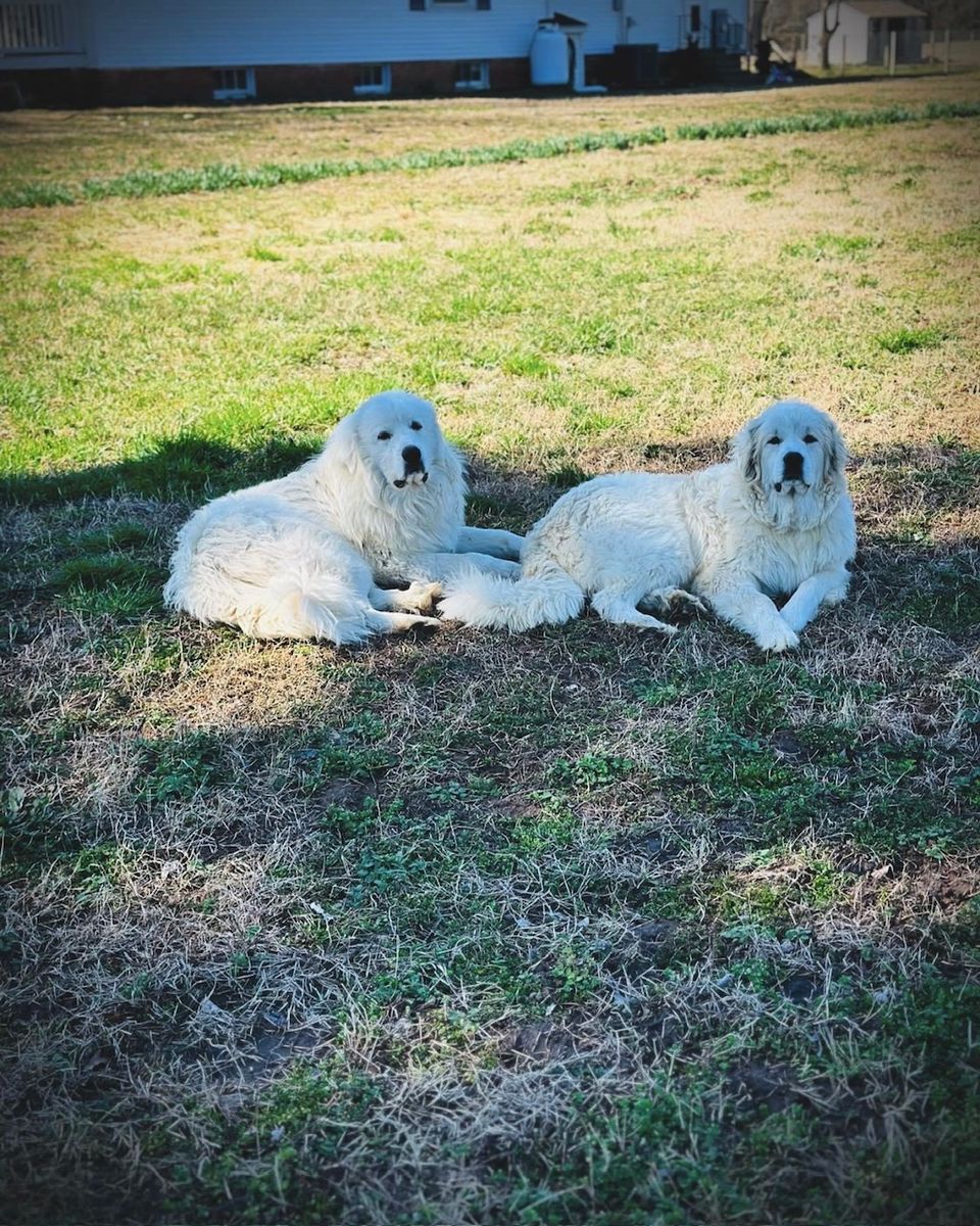 Livestock guardian dogs resting
