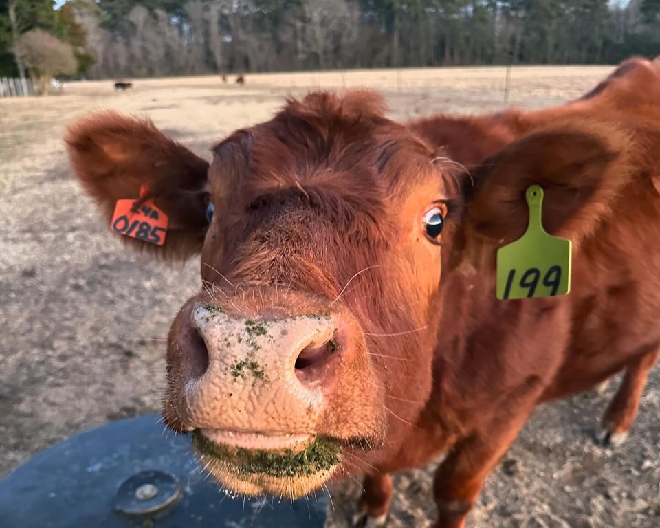 Red Angus cow face