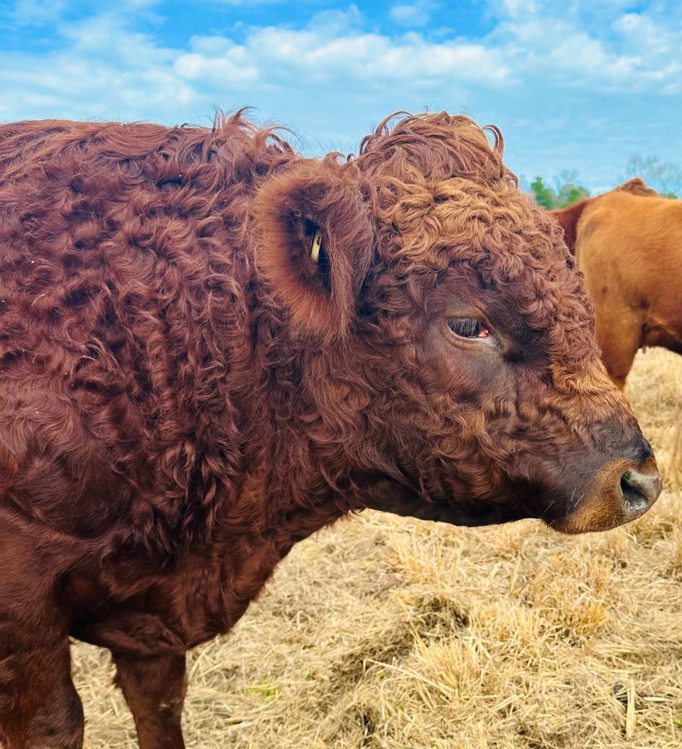 Red Angus cow close-up