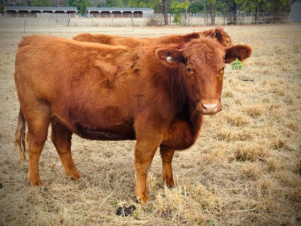 Red Angus steer
