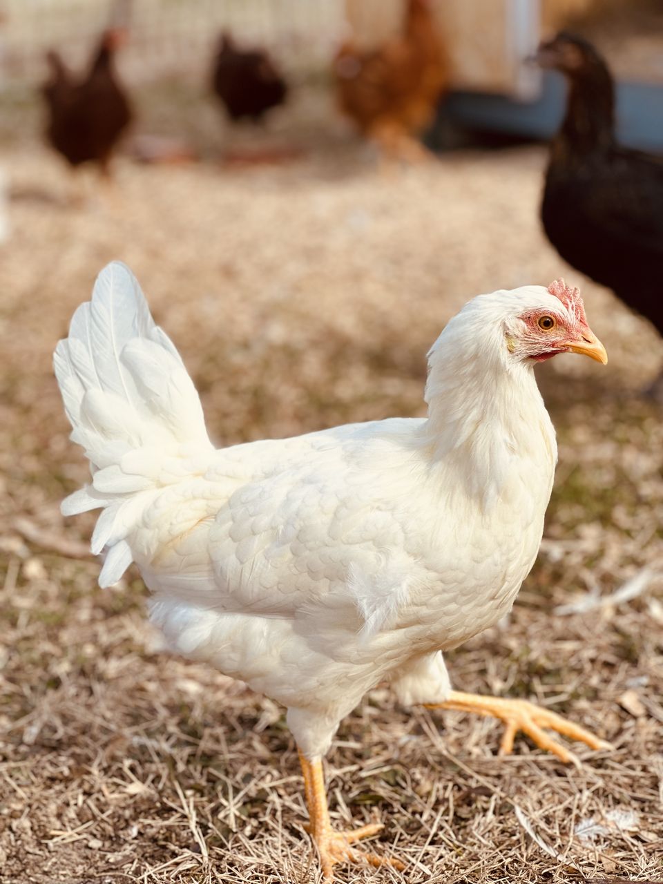 White hen