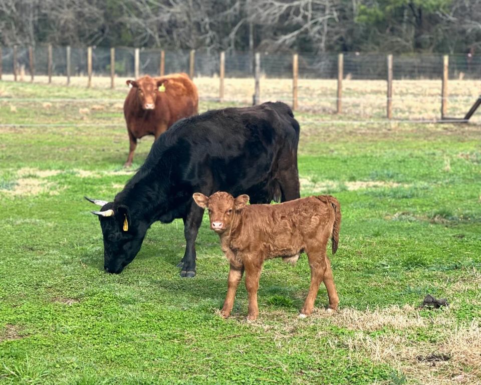 Cow and calf grazing