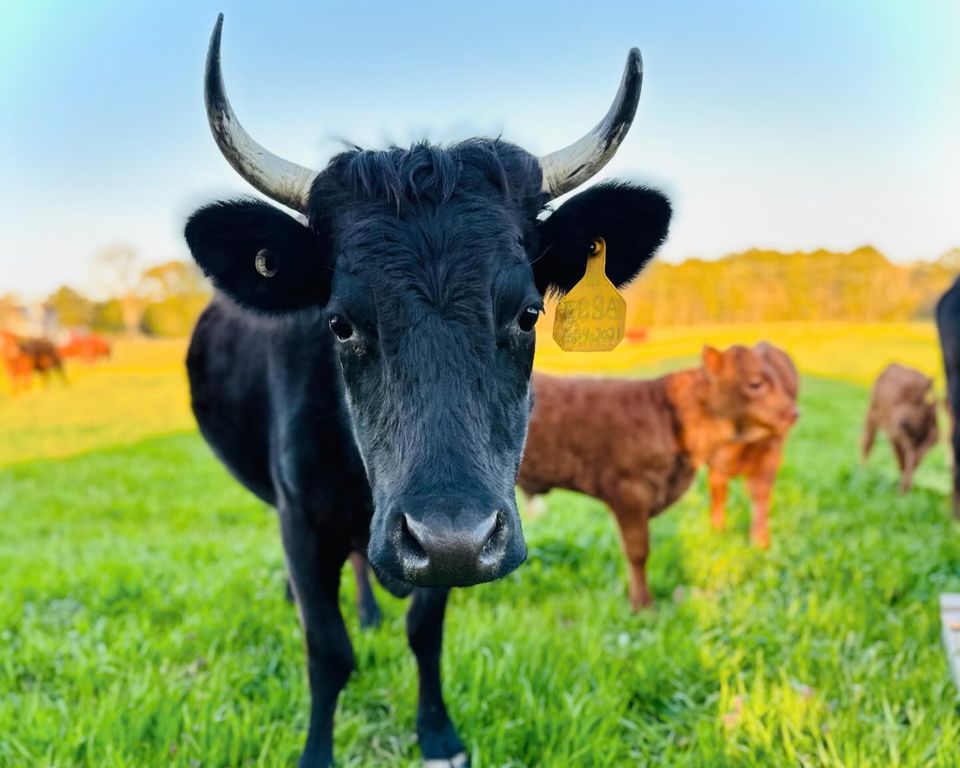 Dexter cow with horns on golden pasture