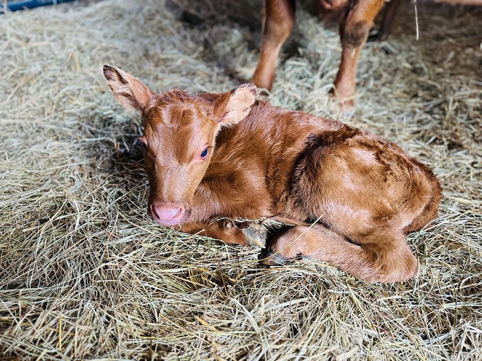 Newborn calf resting in straw
