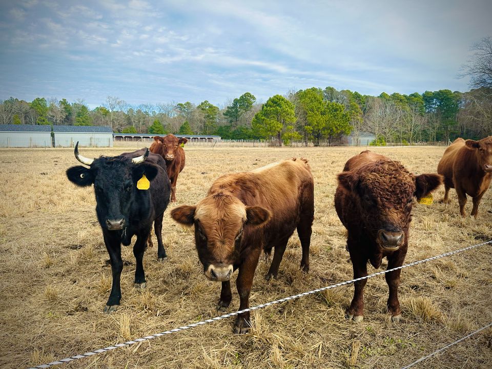 Cattle in the paddock