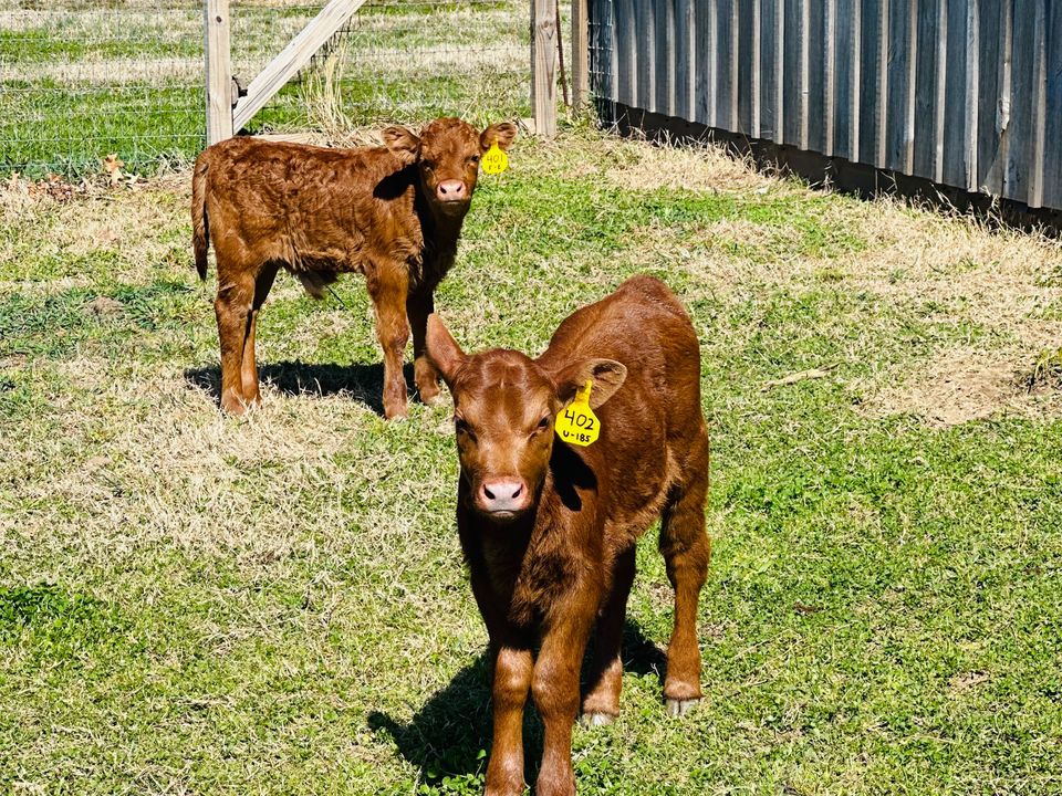 Red Angus calves