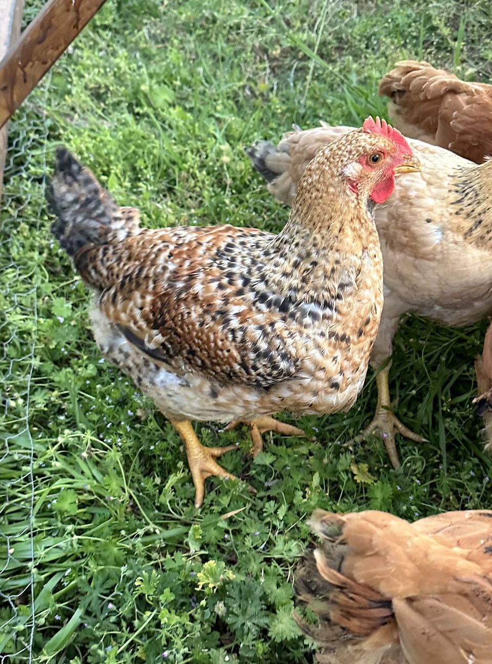 Speckled hens