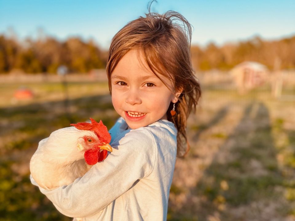 Our daughter holding a chicken