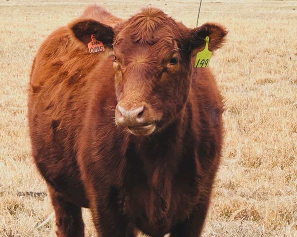 Red Angus heifer