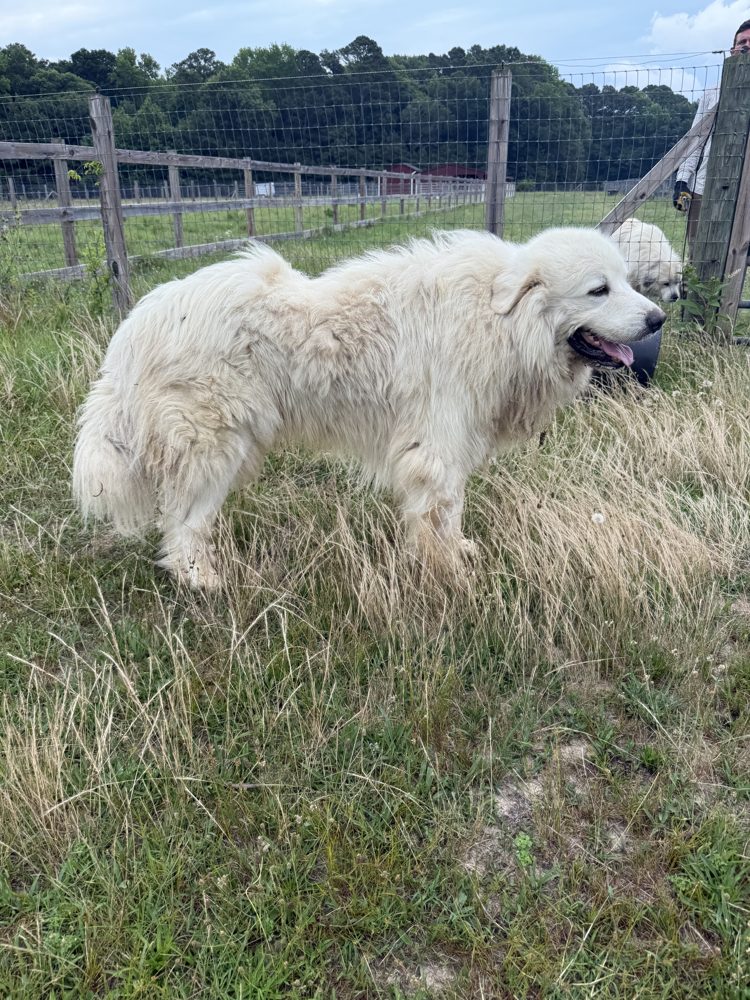 One of our dogs on pasture