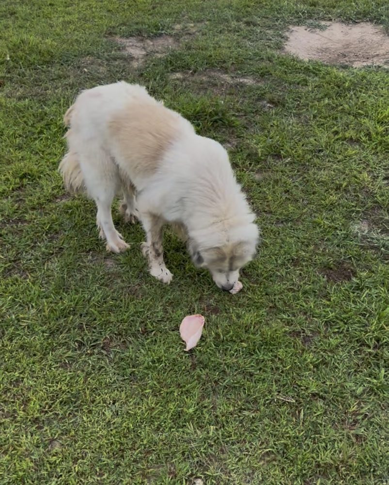 One of our dogs enjoying a treat