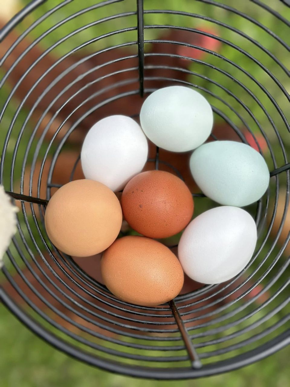 Blue, green, white and brown eggs in a wire basket