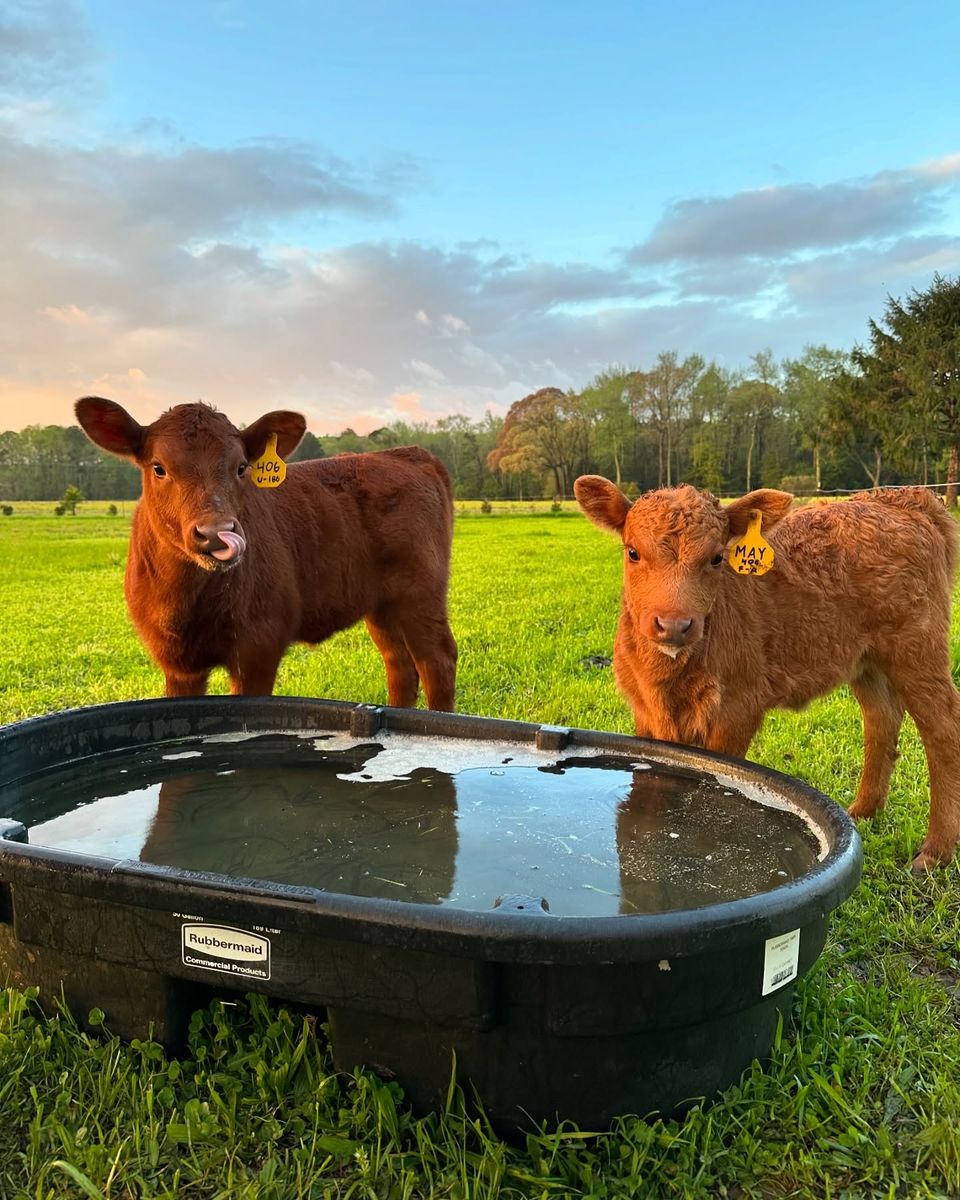 Red Angus and Dexter calves at the water trough in the evening