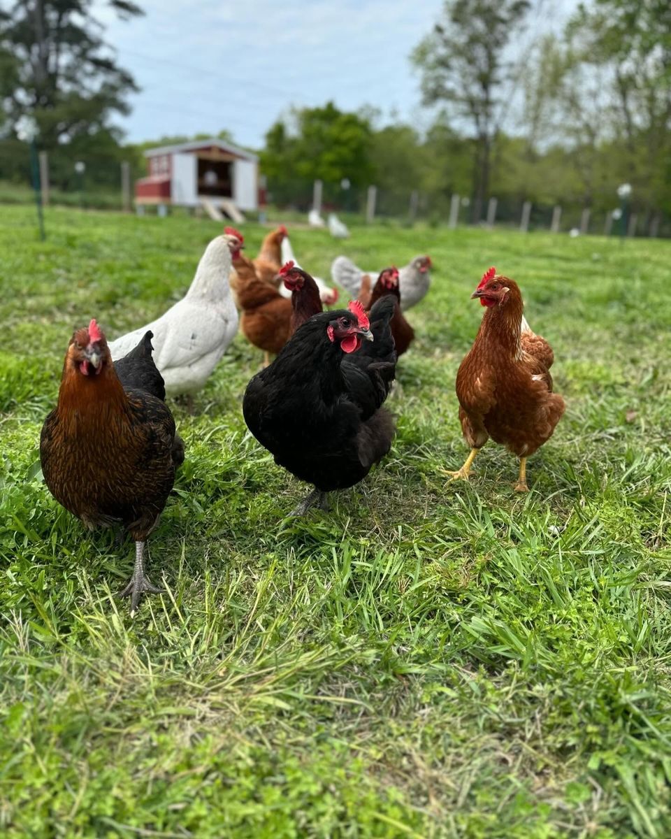 Hens on pasture by the red barn
