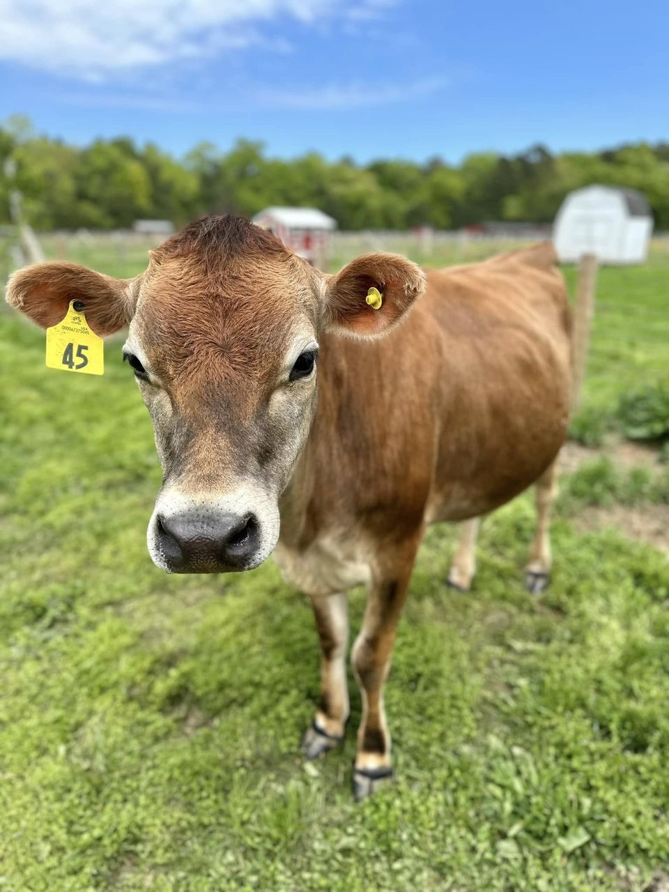 Jersey cow on pasture