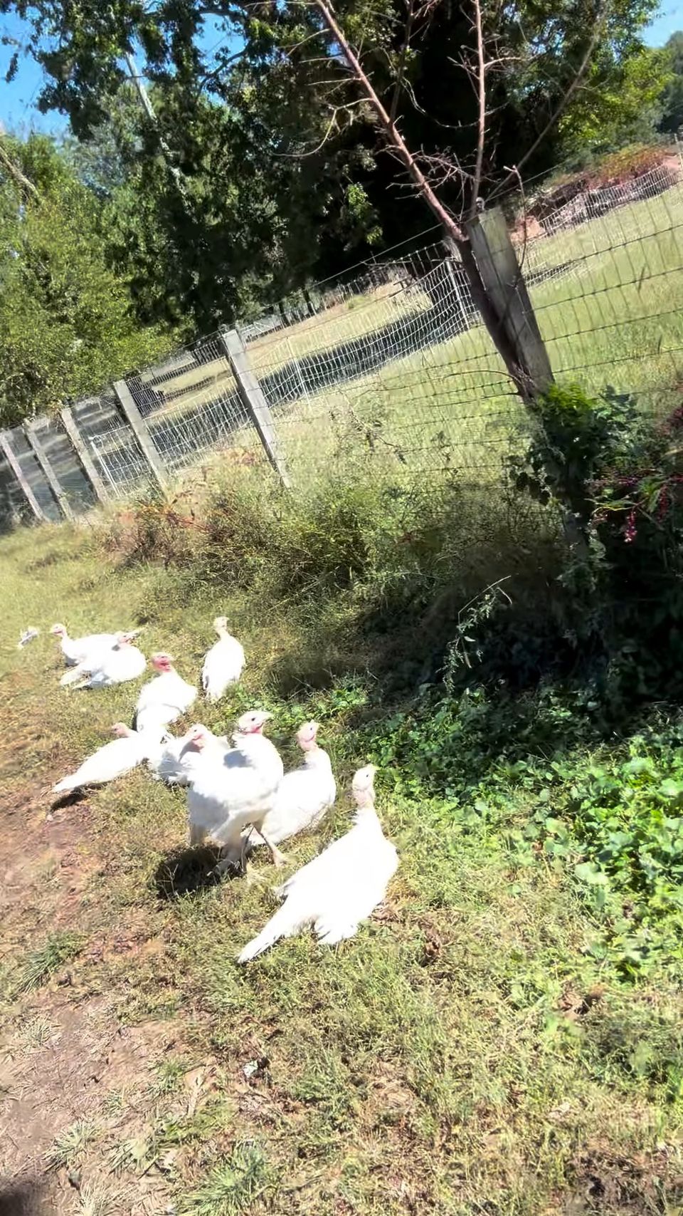 White turkeys under the trees