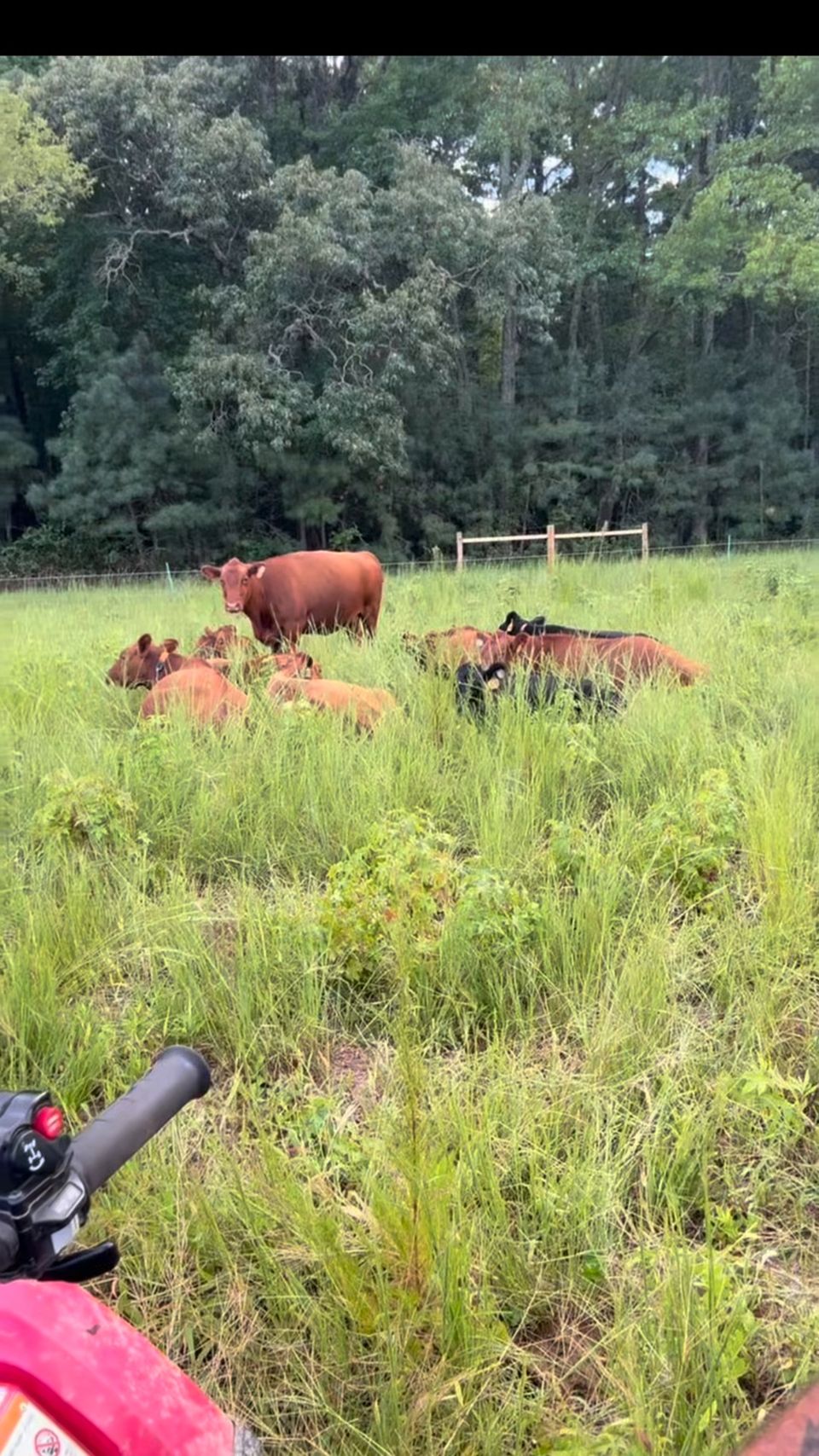 Cattle in tall grass
