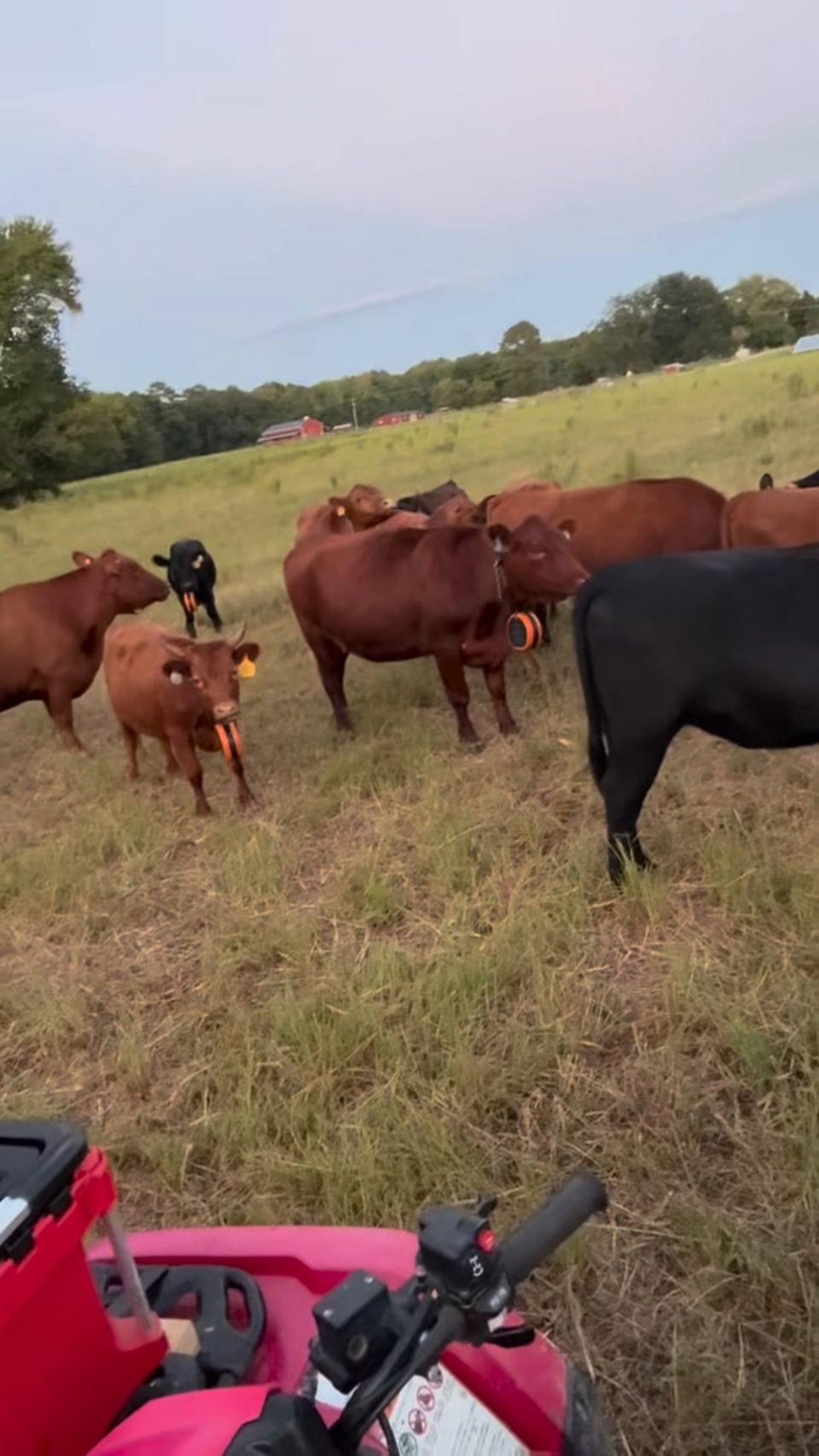 Red and black Angus herd